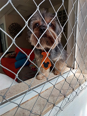 imagem de um cachorro na janela, protegida com rede
